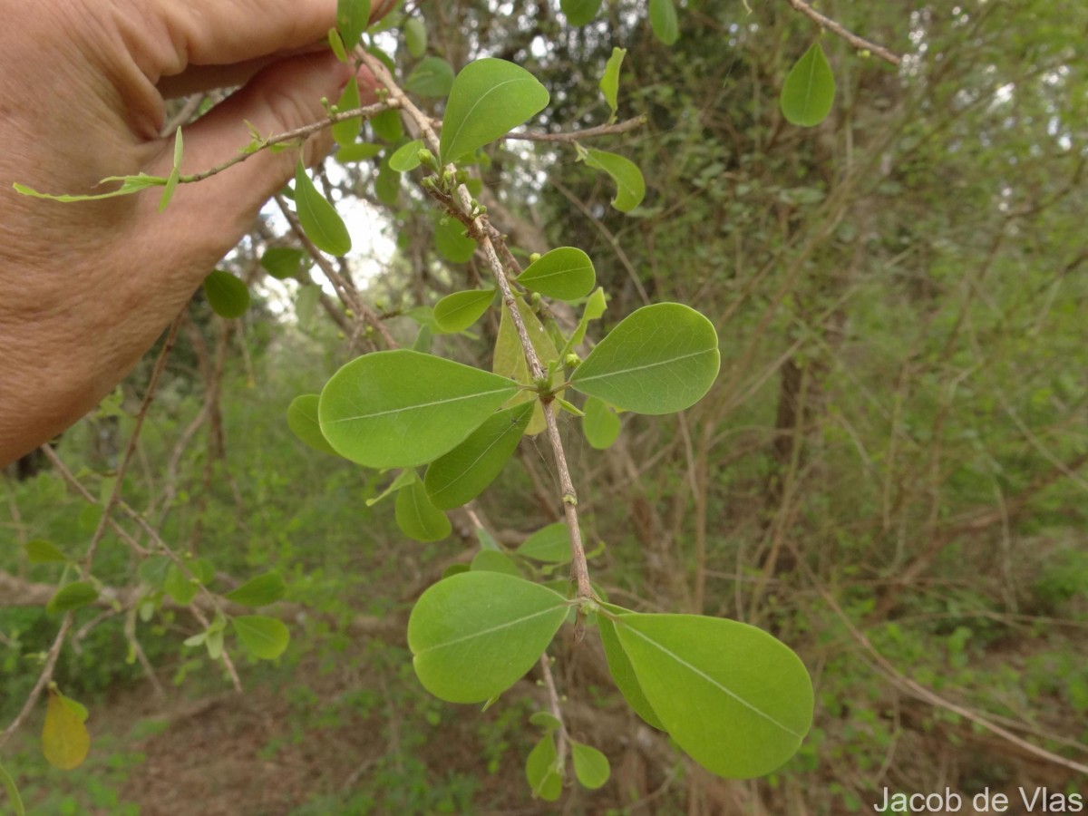 Erythroxylum monogynum Roxb.